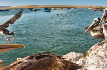 Ilhas Ballestras – Reserva Nacional de Paracas