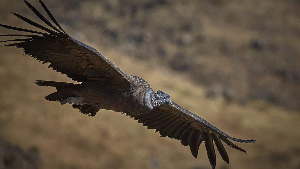Tour Canion del Colca 2 - Machu Picchu Brasil | Pacotes para Machu ...